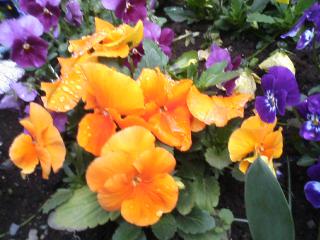 2007_0408_093335-TS325354_20120420115509.jpg