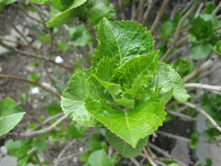2007_0408_124234-IMG_0517.jpg