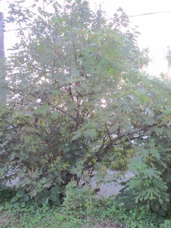 CA3G0629.jpg