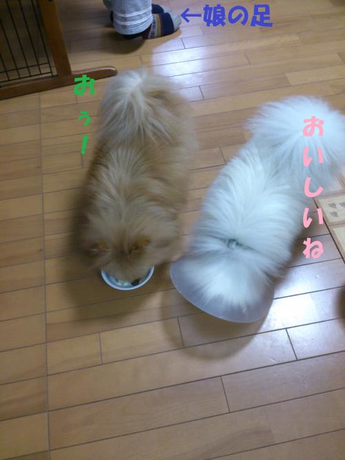 莠悟源繧ア繝シ繧ュ_convert_20130320210919