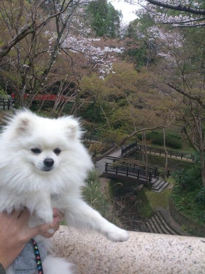 のあと根来寺