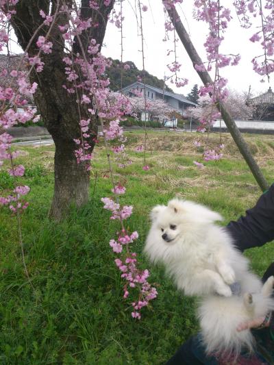 息子と根来寺花見