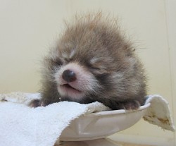 レッサーパンダ風太に双子の孫誕生 すやすやと眠る双子の第1子