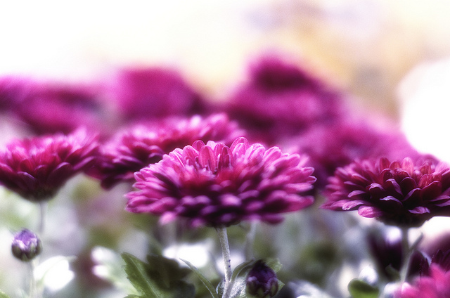 Chrysanthemum