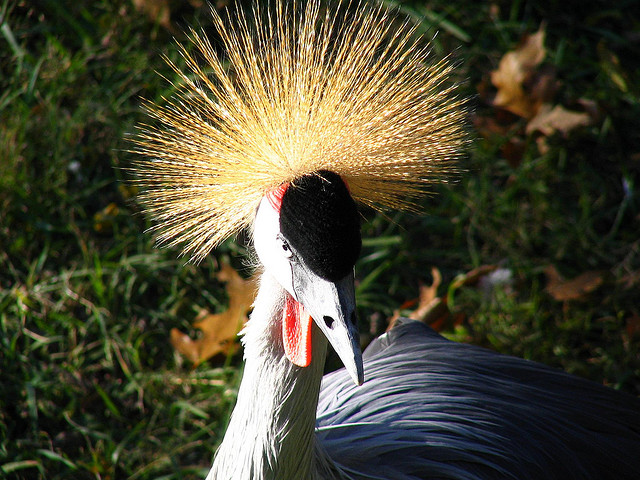 African Crowned Crane, Grassmere Zoo, Nashville