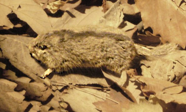 Glirulus japonicus