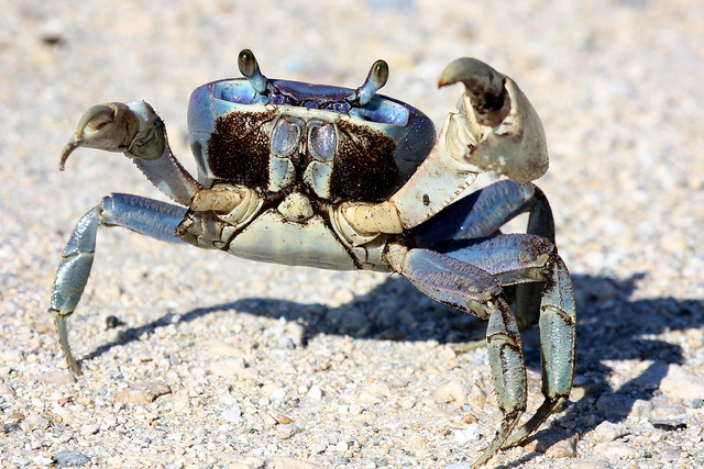 Blue Land Crab (Cardisoma guanhumi)