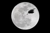 Blue Heron on a Blue Moon...