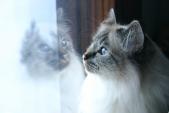 Lyyti looking out of window