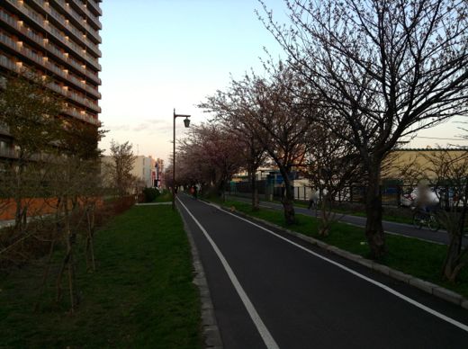 白石サイクリングロードの桜（2013年5月17日）1