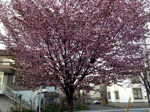 白石サイクリングロードの桜（2013年5月17日）2