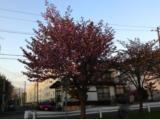 白石サイクリングロードの桜（2013年5月17日）4