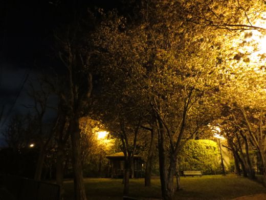 近所の公園の夜桜1