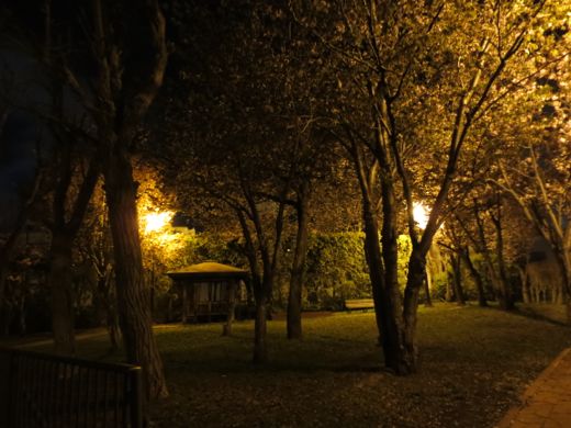 近所の公園の夜桜2
