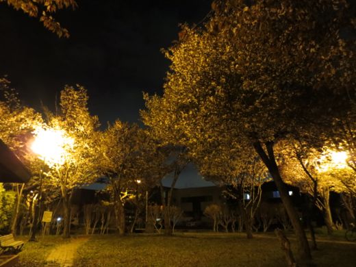 近所の公園の夜桜3