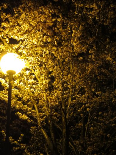 近所の公園の夜桜5