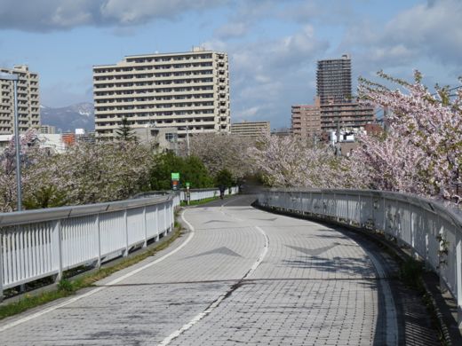 白石サイクリングロードの桜1
