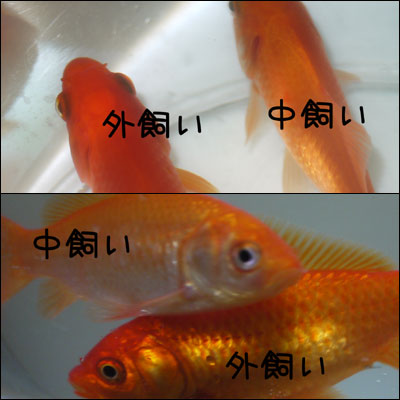 anekinta02.jpg