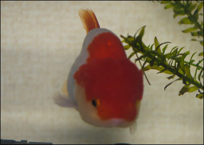 asbou00002.jpg
