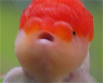金魚に赤いナニかが A はりんぽ金魚デイズ