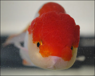 geiwoikomu0003.jpg