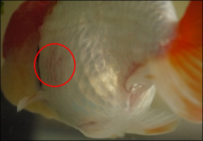 赤斑病の原因は フタ はりんぽ金魚デイズ