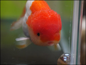 金魚に赤いナニかが A はりんぽ金魚デイズ