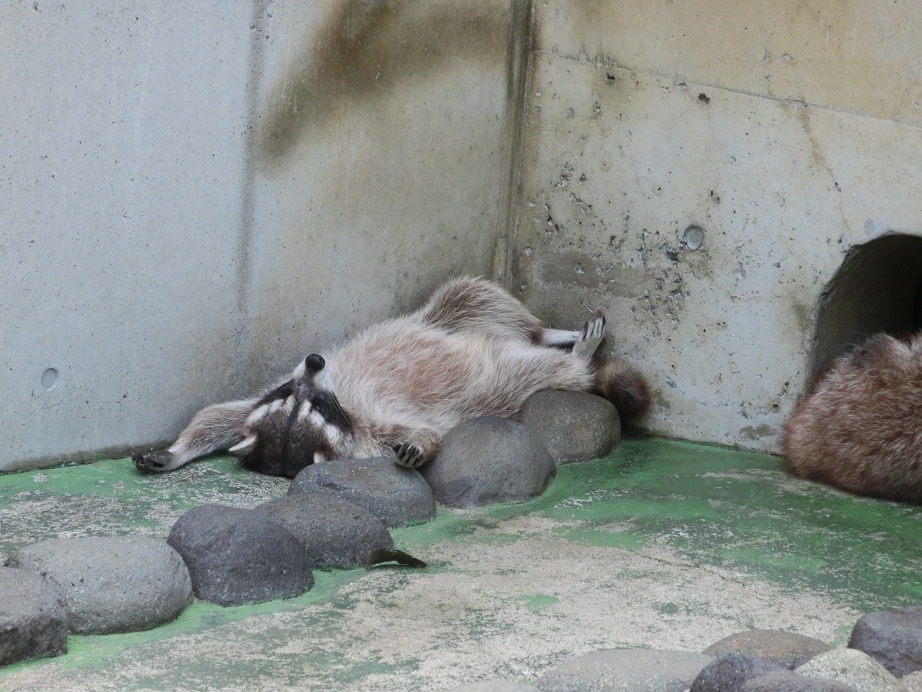 麻溝公園ふれあい動物広場ぶろぐ だれアライグマ