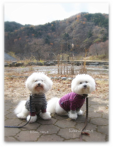 harukamo_20121129212042.jpg