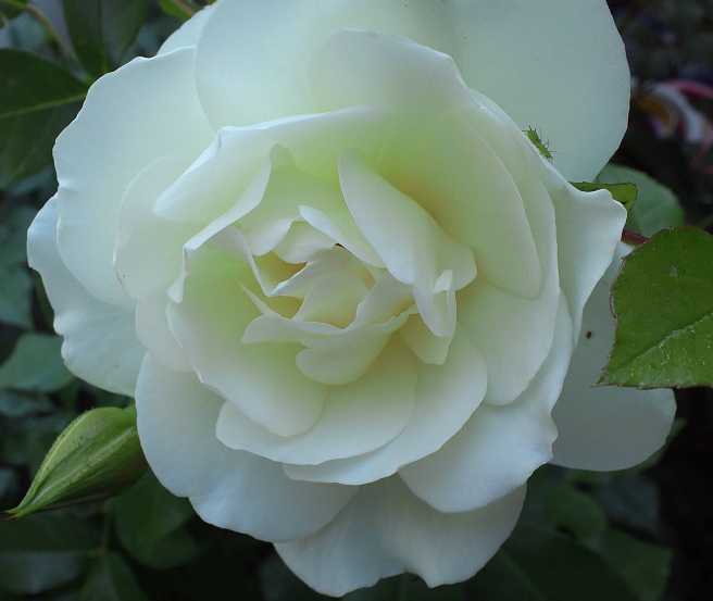 20130505-3-1.jpg