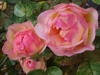 20130510-6-1.jpg