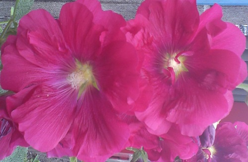 20130606-1-1.jpg