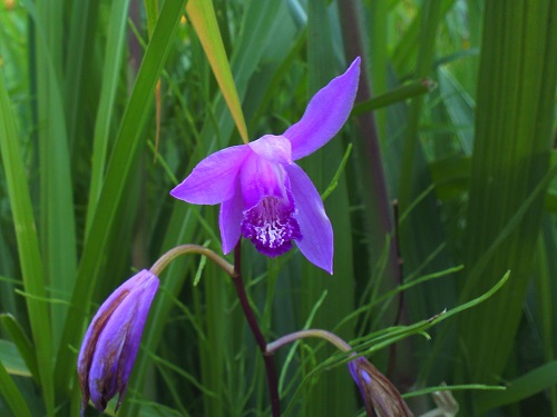 20130610-5-1.jpg