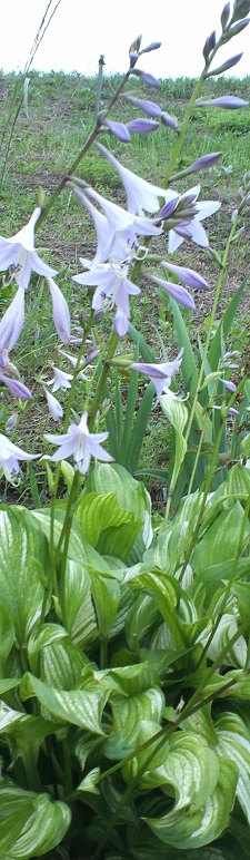 KIMG0013-1.jpg