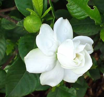 KIMG0064-1_20130709215856.jpg