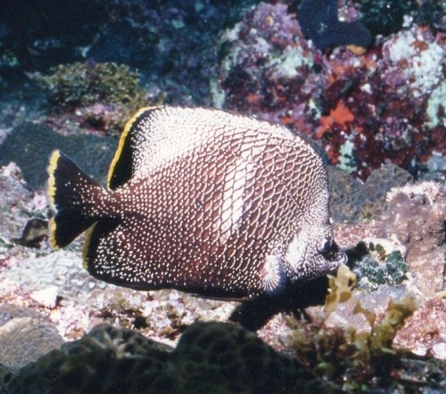 img241-1.jpg