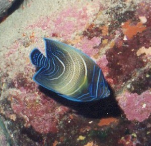 img271.jpg