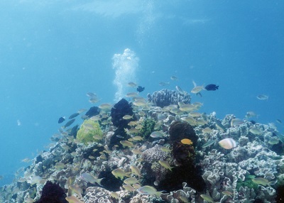 img518-1.jpg