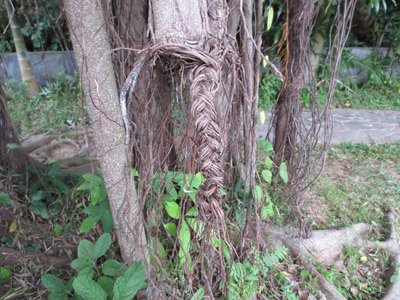 ウブド樹の根