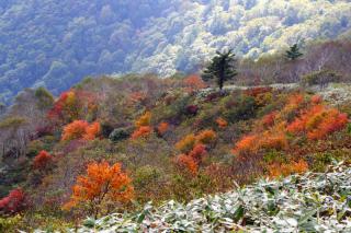 紅葉飯綱山