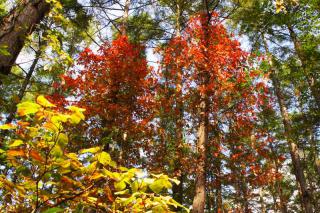 紅葉戸隠高原
