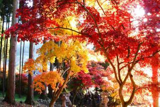 紅葉清水寺