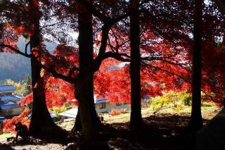 紅葉清水寺
