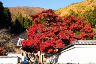 紅葉清水寺