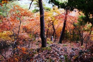 太郎山登山道
