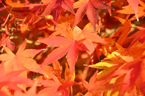 20121226-1.jpg