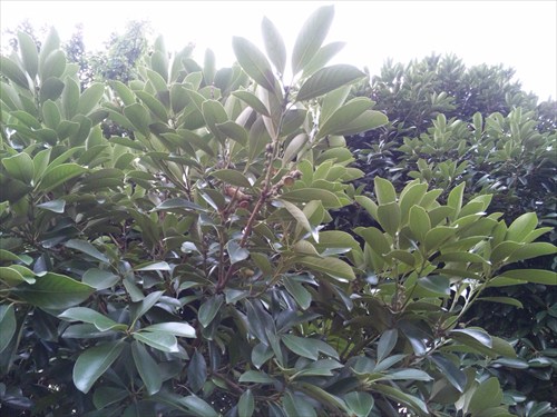 SH3I0019_R.jpg