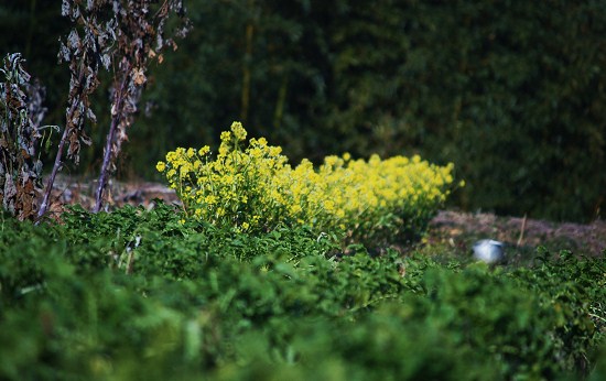 4八釣・菜の花