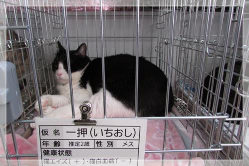 ねこ-2