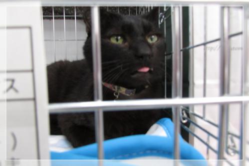 ねこ-6